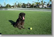 MuldoonatDogPark * 900 x 600 * (261KB)