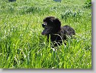 muldoon_grass * 568 x 426 * (134KB)